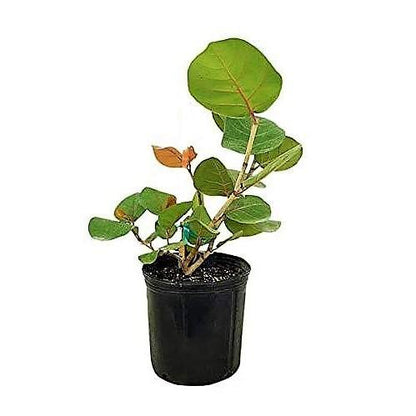 Coccoloba uvifera, Sea Grape - www.FOP.ae Buy online Best and Healthy Plants and quality products guarantee in Dubai Plants Shop in Dubai Abu Dhabi all over UAE Plants near me Fresh Plants in Dubai where to buy plants in UAE - FOP.ae