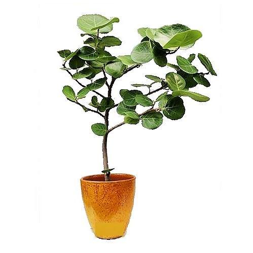Coccoloba uvifera, Sea Grape - www.FOP.ae Buy online Best and Healthy Plants and quality products guarantee in Dubai Plants Shop in Dubai Abu Dhabi all over UAE Plants near me Fresh Plants in Dubai where to buy plants in UAE - FOP.ae