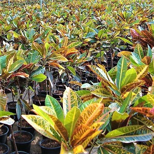 Codiaeum Variegatum Croton, Garden croton - www.FOP.ae Buy online Best and Healthy Plants and quality products guarantee in Dubai Plants Shop in Dubai Abu Dhabi all over UAE Plants near me Fresh Plants in Dubai where to buy plants in UAE - FOP.ae