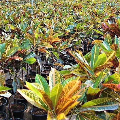 Codiaeum Variegatum Croton, Garden croton - www.FOP.ae Buy online Best and Healthy Plants and quality products guarantee in Dubai Plants Shop in Dubai Abu Dhabi all over UAE Plants near me Fresh Plants in Dubai where to buy plants in UAE - FOP.ae