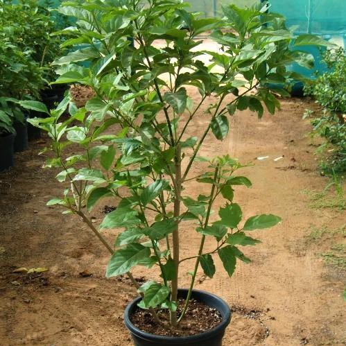 Cestrum Diurnum, Day King - www.FOP.ae Buy online Best and Healthy Plants and quality products guarantee in Dubai Plants Shop in Dubai Abu Dhabi all over UAE Plants near me Fresh Plants in Dubai where to buy plants in UAE - FOP.ae