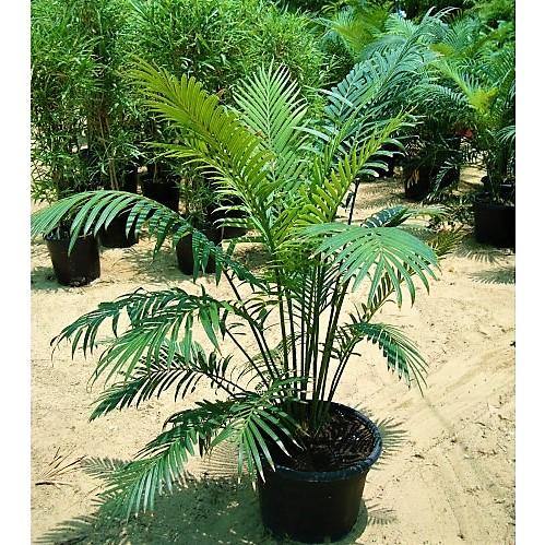 Cycas Circinalis, Queen Sago - www.FOP.ae Buy online Best and Healthy Plants and quality products guarantee in Dubai Plants Shop in Dubai Abu Dhabi all over UAE Plants near me Fresh Plants in Dubai where to buy plants in UAE - FOP.ae
