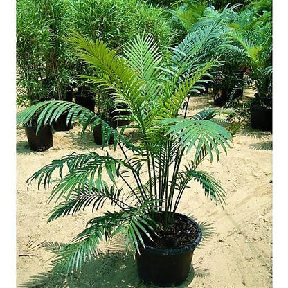 Cycas Circinalis, Queen Sago - www.FOP.ae Buy online Best and Healthy Plants and quality products guarantee in Dubai Plants Shop in Dubai Abu Dhabi all over UAE Plants near me Fresh Plants in Dubai where to buy plants in UAE - FOP.ae