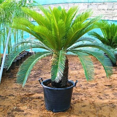 Cycas Revoluta, Sago Palm, outdoor - www.FOP.ae Buy online Best and Healthy Plants and quality products guarantee in Dubai Plants Shop in Dubai Abu Dhabi all over UAE Plants near me Fresh Plants in Dubai where to buy plants in UAE - FOP.ae