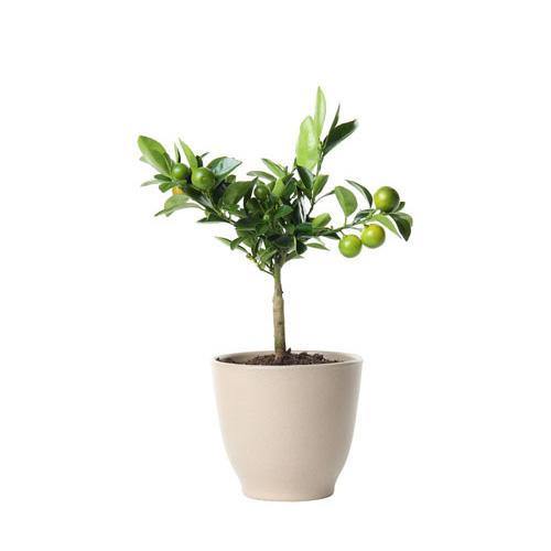 Lime, Binzaheer - www.FOP.ae Buy online Best and Healthy Plants and quality products guarantee in Dubai Plants Shop in Dubai Abu Dhabi all over UAE Plants near me Fresh Plants in Dubai where to buy plants in UAE - FOP.ae