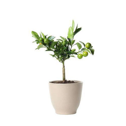 Lime, Binzaheer - www.FOP.ae Buy online Best and Healthy Plants and quality products guarantee in Dubai Plants Shop in Dubai Abu Dhabi all over UAE Plants near me Fresh Plants in Dubai where to buy plants in UAE - FOP.ae