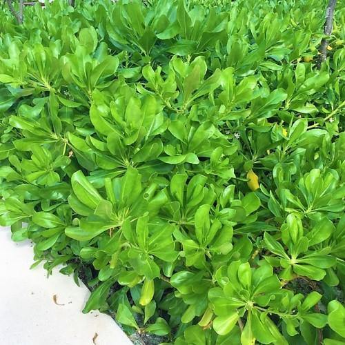 Scaevola frutescens, Vahl Beach Naupaka, Hawaiian Half Flower, Sea Lettuce - www.FOP.ae Buy online Best and Healthy Plants and quality products guarantee in Dubai Plants Shop in Dubai Abu Dhabi all over UAE Plants near me Fresh Plants in Dubai where to buy plants in UAE - FOP.ae