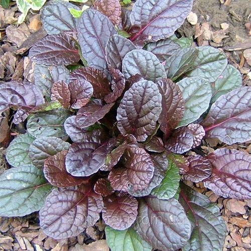 Ajuga Reptans, Bugleherb (small) - www.FOP.ae Buy online Best and Healthy Plants and quality products guarantee in Dubai Plants Shop in Dubai Abu Dhabi all over UAE Plants near me Fresh Plants in Dubai where to buy plants in UAE - FOP.ae