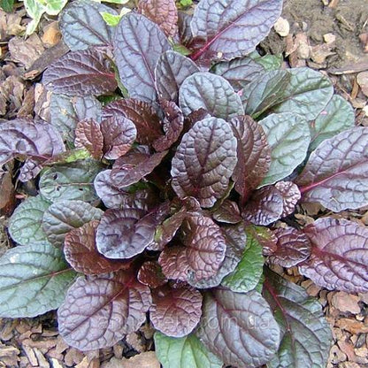 Ajuga Reptans, Bugleherb (small) - www.FOP.ae Buy online Best and Healthy Plants and quality products guarantee in Dubai Plants Shop in Dubai Abu Dhabi all over UAE Plants near me Fresh Plants in Dubai where to buy plants in UAE - FOP.ae