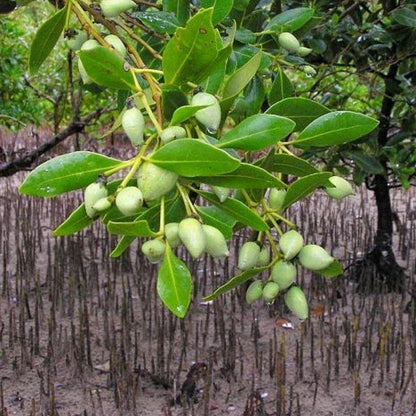 Avicennia Marina, Mangroves - www.FOP.ae Buy online Best and Healthy Plants and quality products guarantee in Dubai Plants Shop in Dubai Abu Dhabi all over UAE Plants near me Fresh Plants in Dubai where to buy plants in UAE - FOP.ae