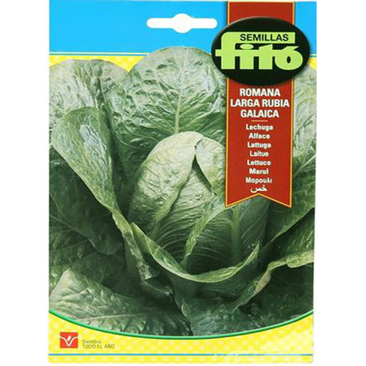 Lettuce Romana Larga Rubia Galacia Seeds - www.FOP.ae Buy online Best and Healthy Plants and quality products guarantee in Dubai Plants Shop in Dubai Abu Dhabi all over UAE Plants near me Fresh Plants in Dubai where to buy plants in UAE - FOP.ae