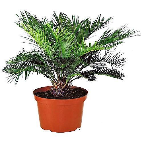 Cycas Revoluta, Sago Palm, outdoor - www.FOP.ae Buy online Best and Healthy Plants and quality products guarantee in Dubai Plants Shop in Dubai Abu Dhabi all over UAE Plants near me Fresh Plants in Dubai where to buy plants in UAE - FOP.ae