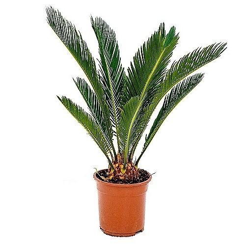 Cycas Revoluta, Sago Palm, outdoor - www.FOP.ae Buy online Best and Healthy Plants and quality products guarantee in Dubai Plants Shop in Dubai Abu Dhabi all over UAE Plants near me Fresh Plants in Dubai where to buy plants in UAE - FOP.ae