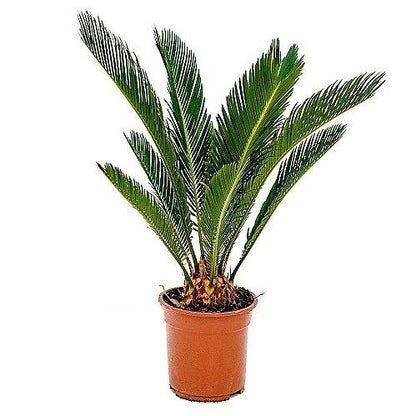 Cycas Revoluta, Sago Palm, outdoor - www.FOP.ae Buy online Best and Healthy Plants and quality products guarantee in Dubai Plants Shop in Dubai Abu Dhabi all over UAE Plants near me Fresh Plants in Dubai where to buy plants in UAE - FOP.ae