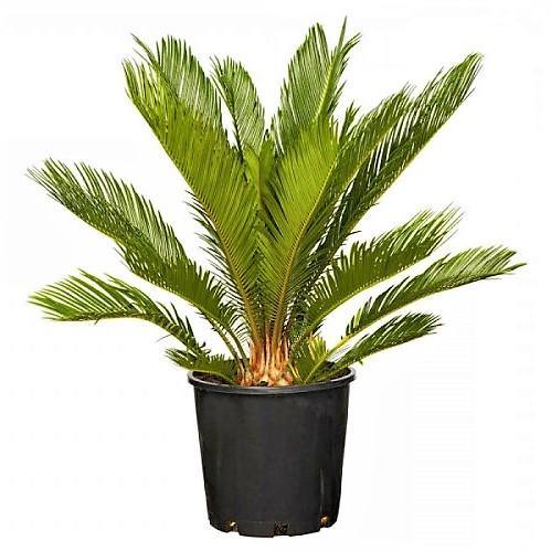 Cycas Circinalis, Queen Sago - www.FOP.ae Buy online Best and Healthy Plants and quality products guarantee in Dubai Plants Shop in Dubai Abu Dhabi all over UAE Plants near me Fresh Plants in Dubai where to buy plants in UAE - FOP.ae