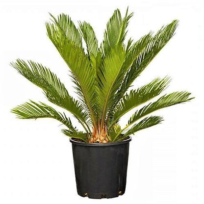 Cycas Circinalis, Queen Sago - www.FOP.ae Buy online Best and Healthy Plants and quality products guarantee in Dubai Plants Shop in Dubai Abu Dhabi all over UAE Plants near me Fresh Plants in Dubai where to buy plants in UAE - FOP.ae