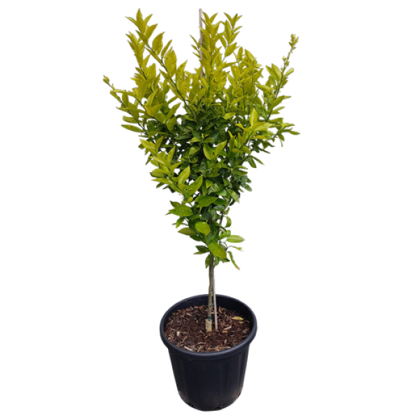 Mandarin Plant - www.FOP.ae Buy online Best and Healthy Plants and quality products guarantee in Dubai Plants Shop in Dubai Abu Dhabi all over UAE Plants near me Fresh Plants in Dubai where to buy plants in UAE - FOP.ae