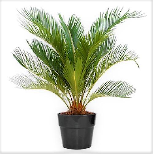 Cycas Circinalis, Queen Sago - www.FOP.ae Buy online Best and Healthy Plants and quality products guarantee in Dubai Plants Shop in Dubai Abu Dhabi all over UAE Plants near me Fresh Plants in Dubai where to buy plants in UAE - FOP.ae