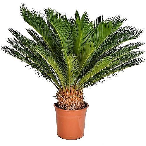 Cycas Revoluta, Sago Palm, outdoor - www.FOP.ae Buy online Best and Healthy Plants and quality products guarantee in Dubai Plants Shop in Dubai Abu Dhabi all over UAE Plants near me Fresh Plants in Dubai where to buy plants in UAE - FOP.ae