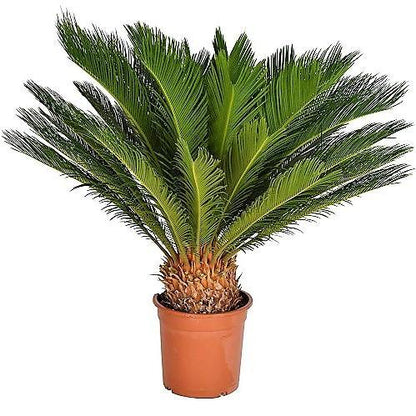Cycas Revoluta, Sago Palm, outdoor - www.FOP.ae Buy online Best and Healthy Plants and quality products guarantee in Dubai Plants Shop in Dubai Abu Dhabi all over UAE Plants near me Fresh Plants in Dubai where to buy plants in UAE - FOP.ae