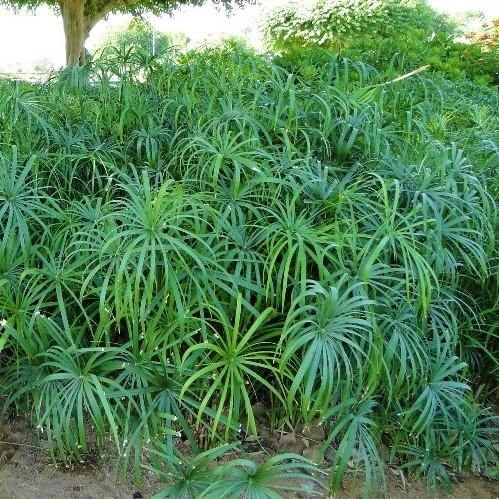 Cyperus Alternifolius, Umbrella Sedge - www.FOP.ae Buy online Best and Healthy Plants and quality products guarantee in Dubai Plants Shop in Dubai Abu Dhabi all over UAE Plants near me Fresh Plants in Dubai where to buy plants in UAE - FOP.ae