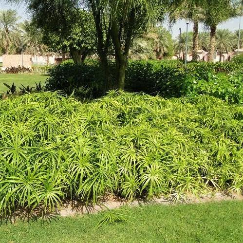 Cyperus Alternifolius, Umbrella Sedge - www.FOP.ae Buy online Best and Healthy Plants and quality products guarantee in Dubai Plants Shop in Dubai Abu Dhabi all over UAE Plants near me Fresh Plants in Dubai where to buy plants in UAE - FOP.ae