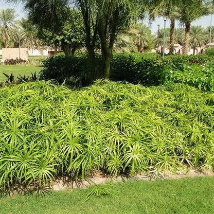 Cyperus Alternifolius, Umbrella Sedge - www.FOP.ae Buy online Best and Healthy Plants and quality products guarantee in Dubai Plants Shop in Dubai Abu Dhabi all over UAE Plants near me Fresh Plants in Dubai where to buy plants in UAE - FOP.ae