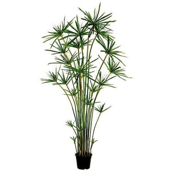 Cyperus Alternifolius, Umbrella Sedge - www.FOP.ae Buy online Best and Healthy Plants and quality products guarantee in Dubai Plants Shop in Dubai Abu Dhabi all over UAE Plants near me Fresh Plants in Dubai where to buy plants in UAE - FOP.ae