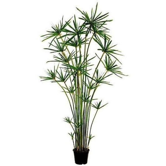 Cyperus Alternifolius, Umbrella Sedge - www.FOP.ae Buy online Best and Healthy Plants and quality products guarantee in Dubai Plants Shop in Dubai Abu Dhabi all over UAE Plants near me Fresh Plants in Dubai where to buy plants in UAE - FOP.ae