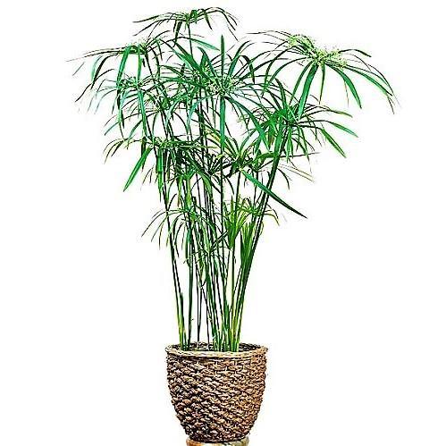 Cyperus Alternifolius, Umbrella Sedge - www.FOP.ae Buy online Best and Healthy Plants and quality products guarantee in Dubai Plants Shop in Dubai Abu Dhabi all over UAE Plants near me Fresh Plants in Dubai where to buy plants in UAE - FOP.ae