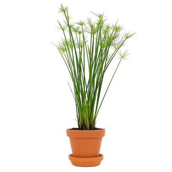 Cyperus Haspan, Dwarf Cyperus - www.FOP.ae Buy online Best and Healthy Plants and quality products guarantee in Dubai Plants Shop in Dubai Abu Dhabi all over UAE Plants near me Fresh Plants in Dubai where to buy plants in UAE - FOP.ae
