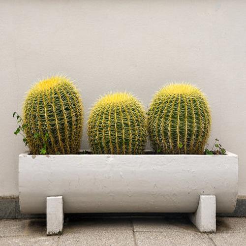 Echinocactus Grusonii, Golden Barrel Cactus, Ball Cactus - www.FOP.ae Buy online Best and Healthy Plants and quality products guarantee in Dubai Plants Shop in Dubai Abu Dhabi all over UAE Plants near me Fresh Plants in Dubai where to buy plants in UAE - FOP.ae