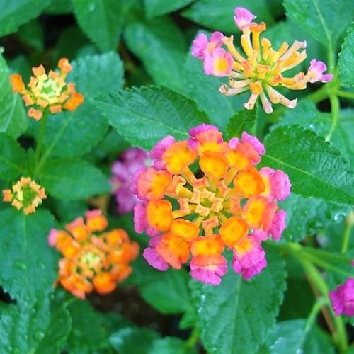 Lantana Camara, Pinkmound, West Indian Lantana - www.FOP.ae Buy online Best and Healthy Plants and quality products guarantee in Dubai Plants Shop in Dubai Abu Dhabi all over UAE Plants near me Fresh Plants in Dubai where to buy plants in UAE - FOP.ae