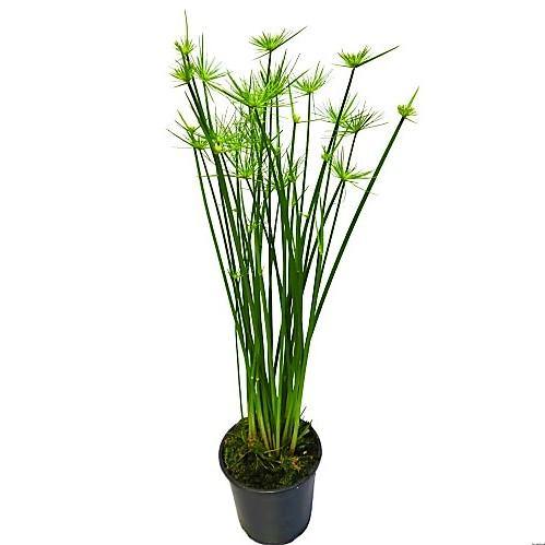 Cyperus Haspan, Dwarf Cyperus - www.FOP.ae Buy online Best and Healthy Plants and quality products guarantee in Dubai Plants Shop in Dubai Abu Dhabi all over UAE Plants near me Fresh Plants in Dubai where to buy plants in UAE - FOP.ae