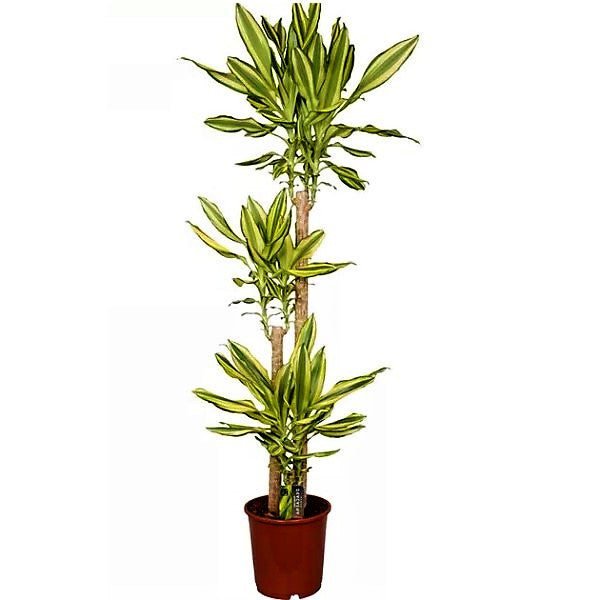 Dracaena Fragrans, Yellow Coast - www.FOP.ae Buy online Best and Healthy Plants and quality products guarantee in Dubai Plants Shop in Dubai Abu Dhabi all over UAE Plants near me Fresh Plants in Dubai where to buy plants in UAE - FOP.ae