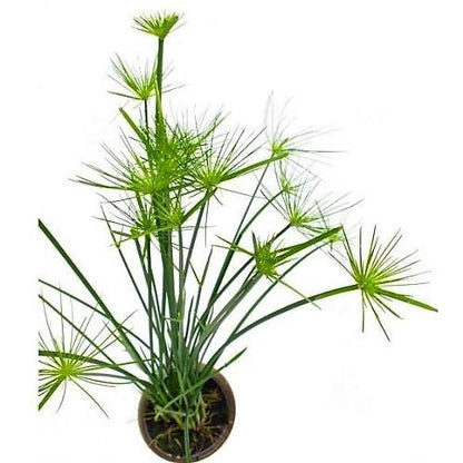 Cyperus Haspan, Dwarf Cyperus - www.FOP.ae Buy online Best and Healthy Plants and quality products guarantee in Dubai Plants Shop in Dubai Abu Dhabi all over UAE Plants near me Fresh Plants in Dubai where to buy plants in UAE - FOP.ae