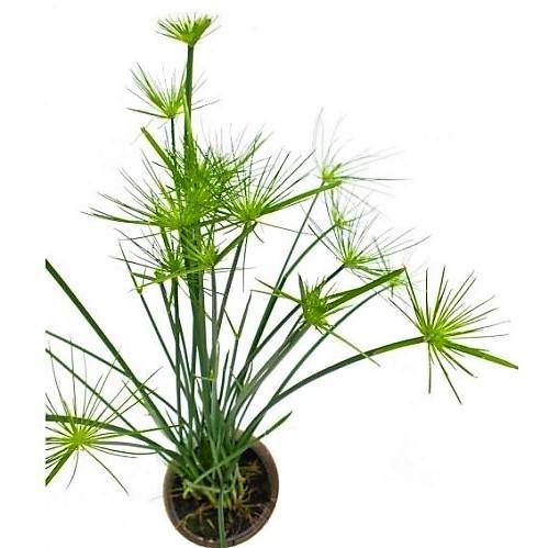 Cyperus Haspan, Dwarf Cyperus - www.FOP.ae Buy online Best and Healthy Plants and quality products guarantee in Dubai Plants Shop in Dubai Abu Dhabi all over UAE Plants near me Fresh Plants in Dubai where to buy plants in UAE - FOP.ae