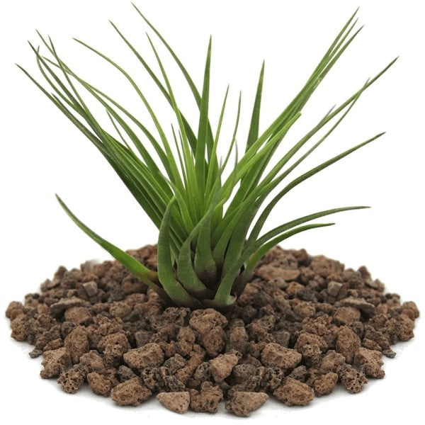 Air Plants Assorted Mix - www.FOP.ae Buy online Best and Healthy Plants and quality products guarantee in Dubai Plants Shop in Dubai Abu Dhabi all over UAE Plants near me Fresh Plants in Dubai where to buy plants in UAE - FOP.ae