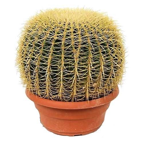 Echinocactus Grusonii, Golden Barrel Cactus, Ball Cactus - www.FOP.ae Buy online Best and Healthy Plants and quality products guarantee in Dubai Plants Shop in Dubai Abu Dhabi all over UAE Plants near me Fresh Plants in Dubai where to buy plants in UAE - FOP.ae