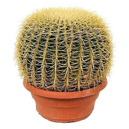 Echinocactus Grusonii, Golden Barrel Cactus, Ball Cactus - www.FOP.ae Buy online Best and Healthy Plants and quality products guarantee in Dubai Plants Shop in Dubai Abu Dhabi all over UAE Plants near me Fresh Plants in Dubai where to buy plants in UAE - FOP.ae