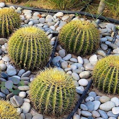 Echinocactus Grusonii, Golden Barrel Cactus, Ball Cactus - www.FOP.ae Buy online Best and Healthy Plants and quality products guarantee in Dubai Plants Shop in Dubai Abu Dhabi all over UAE Plants near me Fresh Plants in Dubai where to buy plants in UAE - FOP.ae