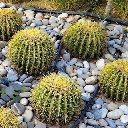 Echinocactus Grusonii, Golden Barrel Cactus, Ball Cactus - www.FOP.ae Buy online Best and Healthy Plants and quality products guarantee in Dubai Plants Shop in Dubai Abu Dhabi all over UAE Plants near me Fresh Plants in Dubai where to buy plants in UAE - FOP.ae