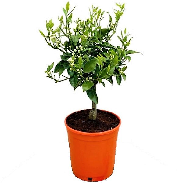 Citrus orange, Sinensis Spain - www.FOP.ae Buy online Best and Healthy Plants and quality products guarantee in Dubai Plants Shop in Dubai Abu Dhabi all over UAE Plants near me Fresh Plants in Dubai where to buy plants in UAE - FOP.ae