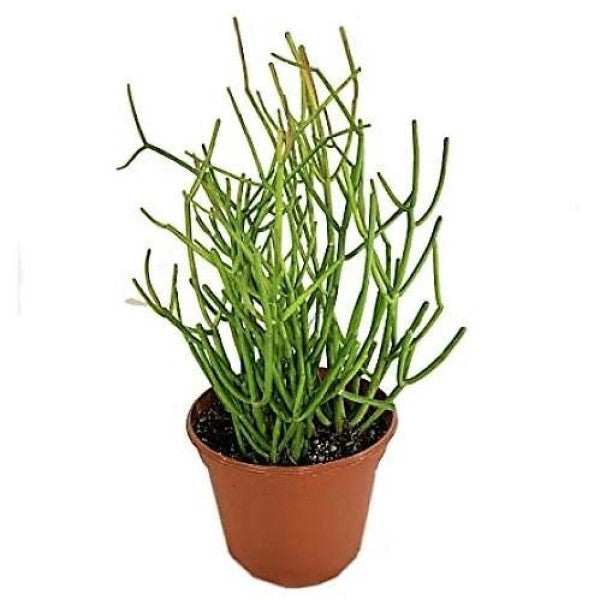 Euphorbia Tirucalli, Pencil Cactus - www.FOP.ae Buy online Best and Healthy Plants and quality products guarantee in Dubai Plants Shop in Dubai Abu Dhabi all over UAE Plants near me Fresh Plants in Dubai where to buy plants in UAE - FOP.ae