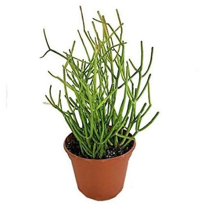 Euphorbia Tirucalli, Pencil Cactus - www.FOP.ae Buy online Best and Healthy Plants and quality products guarantee in Dubai Plants Shop in Dubai Abu Dhabi all over UAE Plants near me Fresh Plants in Dubai where to buy plants in UAE - FOP.ae