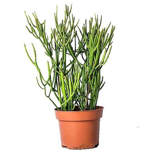 Euphorbia Tirucalli, Pencil Cactus - www.FOP.ae Buy online Best and Healthy Plants and quality products guarantee in Dubai Plants Shop in Dubai Abu Dhabi all over UAE Plants near me Fresh Plants in Dubai where to buy plants in UAE - FOP.ae