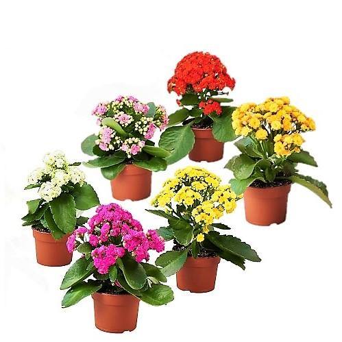 Kalanchoe blossifeldiana, Flaming Katy, Christmas , outdoor - www.FOP.ae Buy online Best and Healthy Plants and quality products guarantee in Dubai Plants Shop in Dubai Abu Dhabi all over UAE Plants near me Fresh Plants in Dubai where to buy plants in UAE - FOP.ae