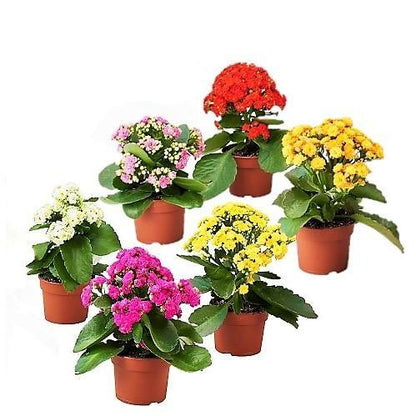 Kalanchoe blossifeldiana, Flaming Katy, Christmas , outdoor - www.FOP.ae Buy online Best and Healthy Plants and quality products guarantee in Dubai Plants Shop in Dubai Abu Dhabi all over UAE Plants near me Fresh Plants in Dubai where to buy plants in UAE - FOP.ae