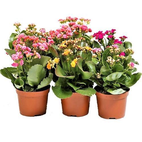 Kalanchoe blossifeldiana, Flaming Katy, Christmas , outdoor - www.FOP.ae Buy online Best and Healthy Plants and quality products guarantee in Dubai Plants Shop in Dubai Abu Dhabi all over UAE Plants near me Fresh Plants in Dubai where to buy plants in UAE - FOP.ae