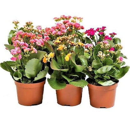 Kalanchoe blossifeldiana, Flaming Katy, Christmas , outdoor - www.FOP.ae Buy online Best and Healthy Plants and quality products guarantee in Dubai Plants Shop in Dubai Abu Dhabi all over UAE Plants near me Fresh Plants in Dubai where to buy plants in UAE - FOP.ae